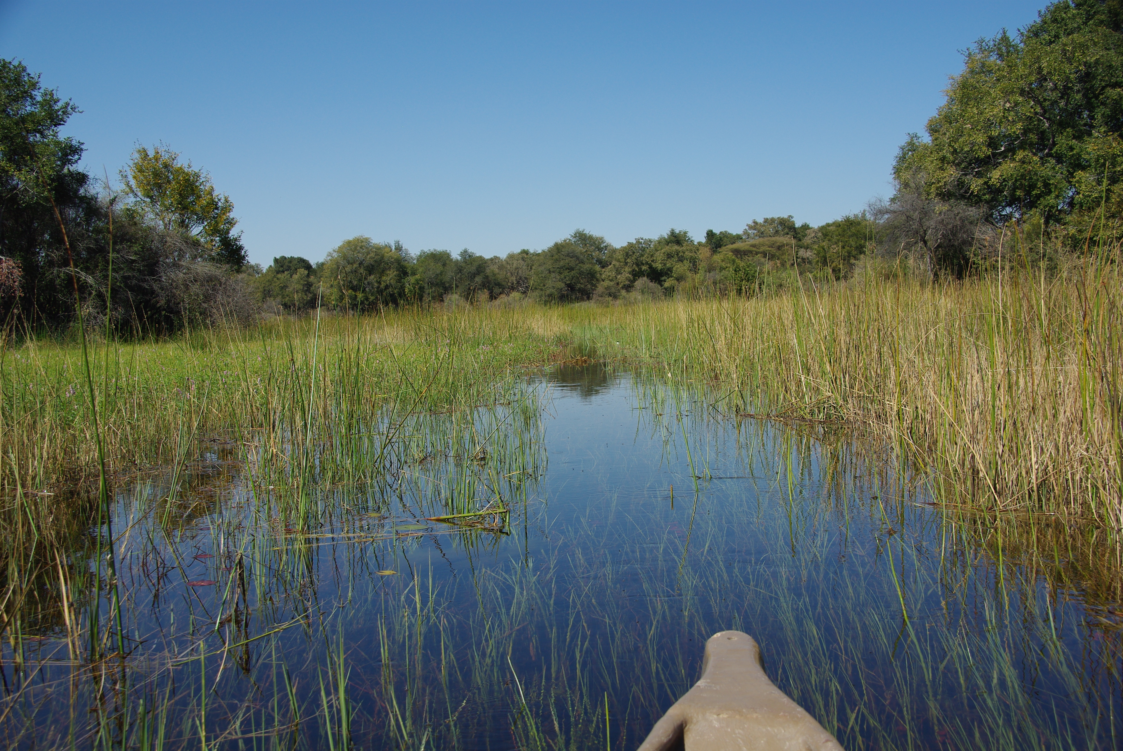 Entrée du mokoro dans une zone marécageuse intercalée entre plusieurs ilots boisés, Chief's camp, Delta de l'Okavango, Botswana.